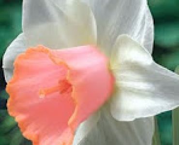 Нарцис (Narcissus) Salome